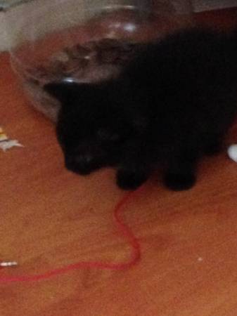 Kittens for free (Richmond)