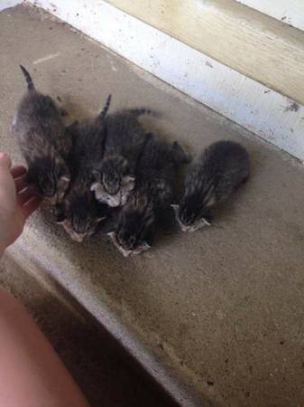 Kittens for Sale (Elkton)