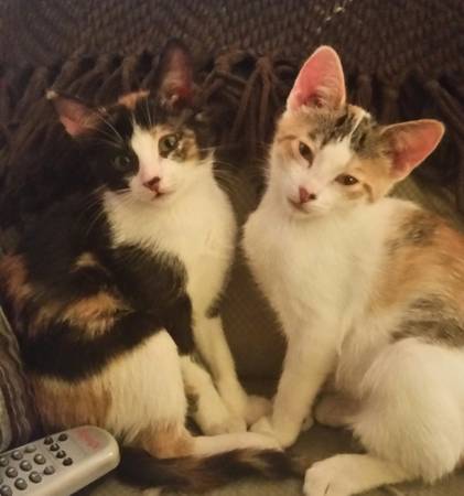 Kittens Free to Good Home (Bridesburg,Port Rich,Fishtown,NE Phila)