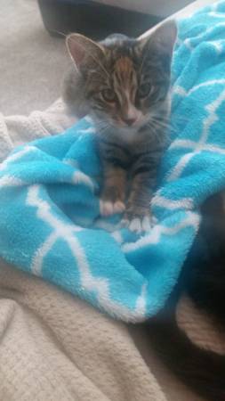 Kittens free to good home (Nampa)