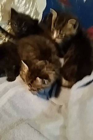 kittens MUST GO (dundalk)