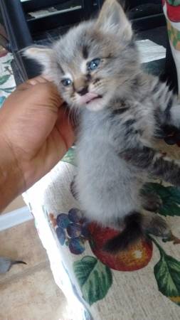 Kittens need a home (Columbus)
