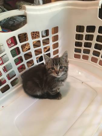 Kittens Need New Homes (Seattle)