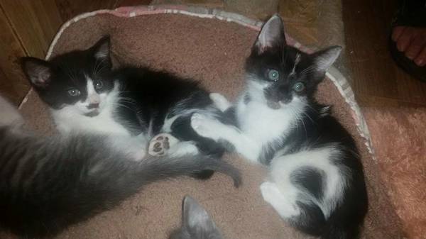 KITTENS (Northern VA)