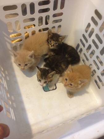 Kittens (Ontario)