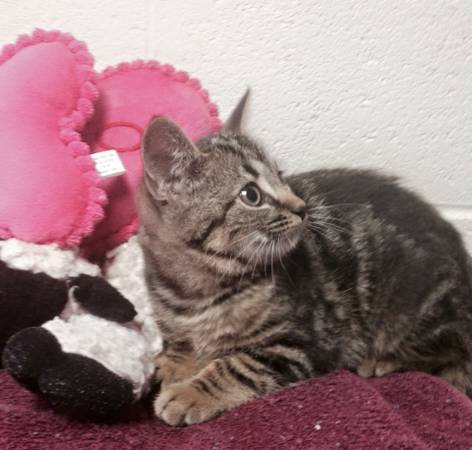 Kittens Please come in and adopt today or tomorrow, 10 am to 4pm (New Kent)