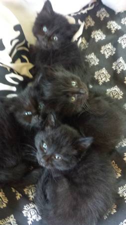 Kittens ready for their forever home (Ontario, OR)