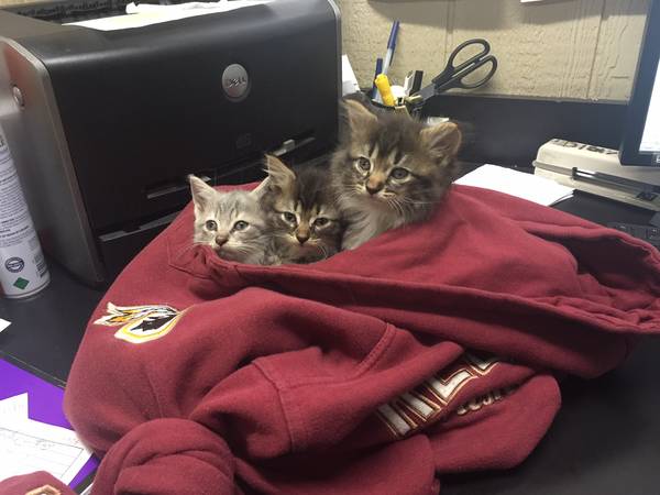 Kittens to Good Home (Landover, MD)