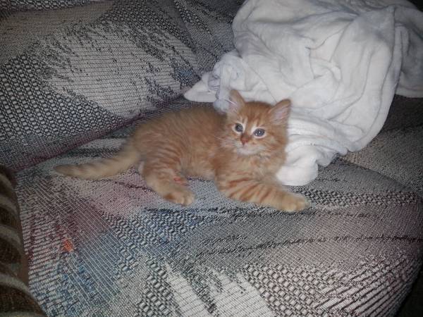 Kittens to good home (Rogers)