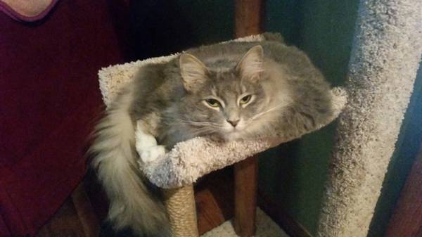 Kitty Needs Home REDUCED (Nashville)