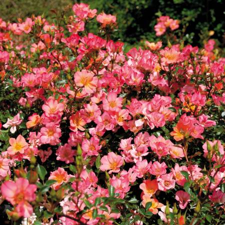 knockout roses potted