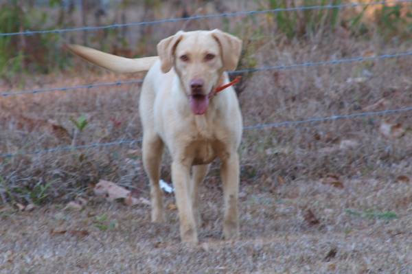 Lab Females need a great home (Kiln)