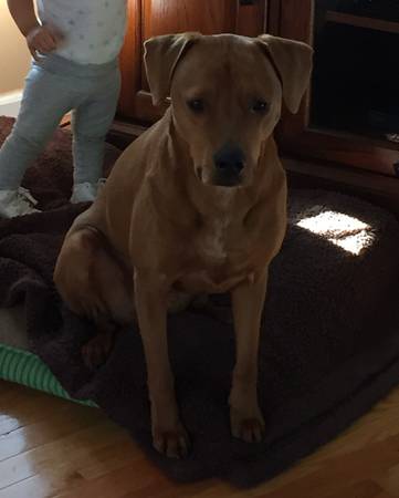 Lab Mix (cary nc)