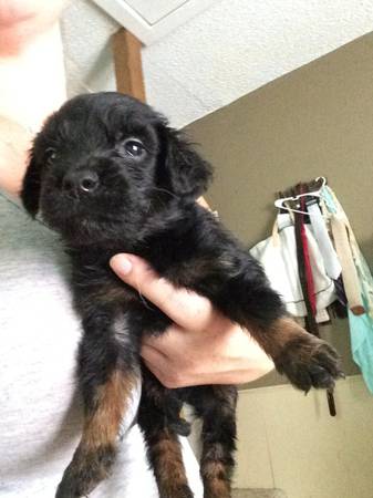 Lab mix puppies