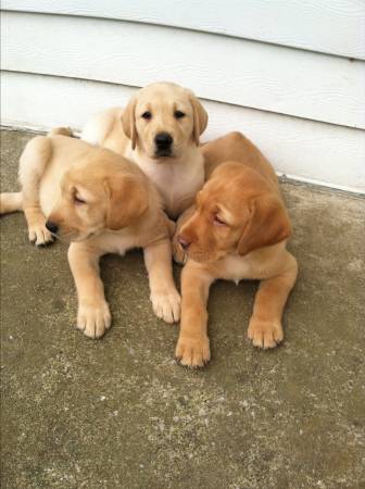 Lab puppies akc registered