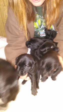 Lab puppies for Sale (west columbia)