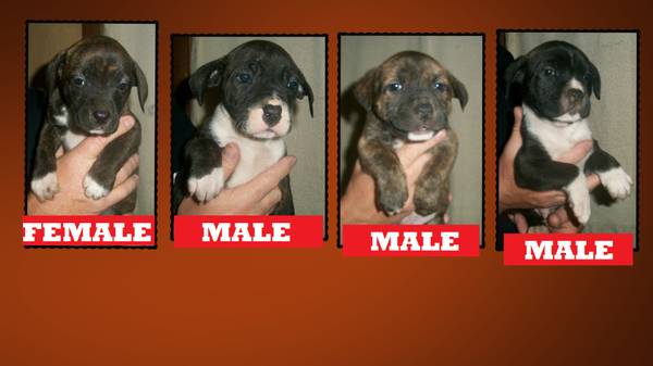 LabBoxer Mix Pups (ne phila)