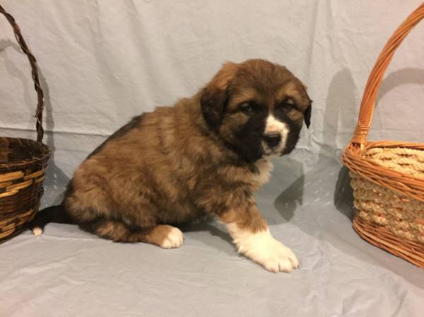 Labernard  Saint Bernard Lab mix (Greensburg)