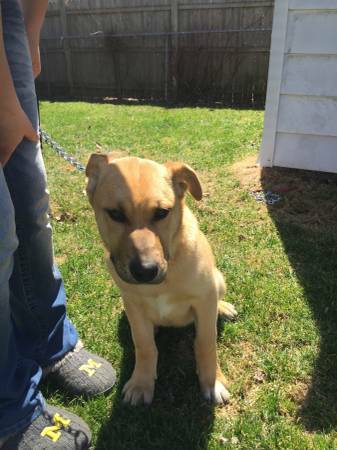 LabGerman Shepherd puppy (Ann Arbor)