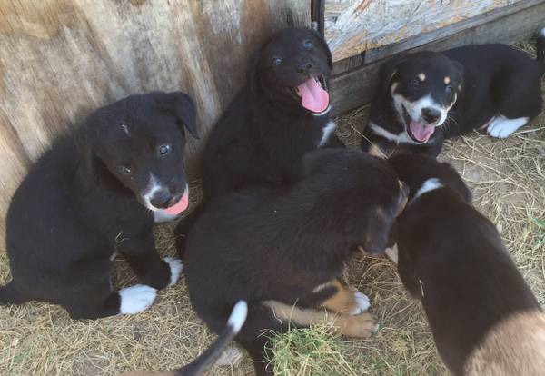 LABGERMAN SHEPHERDGOLDEN RETRIEVER MIX PUPPIES (Pilot point)