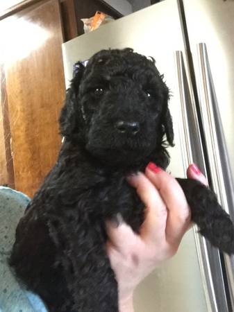 LABRADOODLE PUPPIES (Graham)