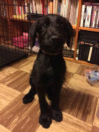 labradoodle puppy