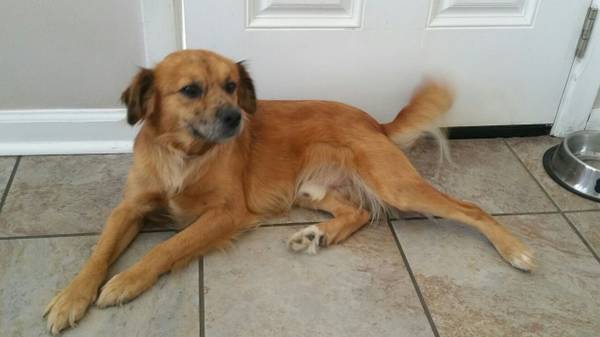 Labrador mix free to good home (Metairie)