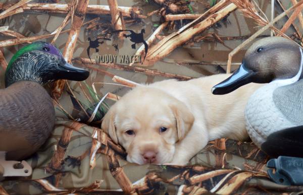 Labrador Puppies