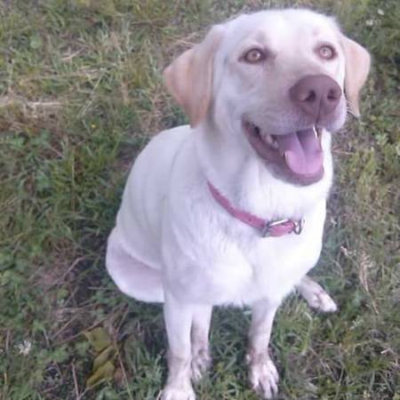 Labrador puppies for rehoming (Violet)