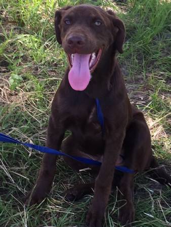 . Labrador puppy (Poplarville)