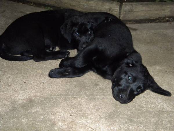 Labrador Retriever Puppies (Kansas City, KS)