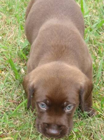 labrador retriever pups (brevard)