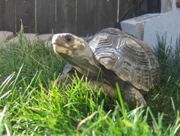 Land Turtle amp Tortoise Rescue (Nampa)