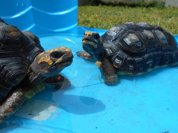 Land Turtle amp Tortoise Rescue (Nampa)
