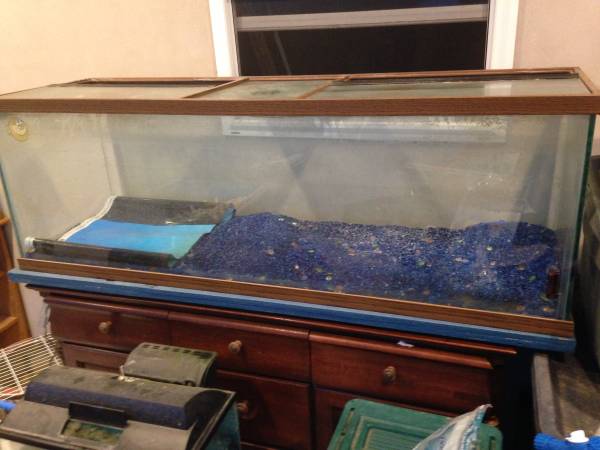 Large fish tank (Lakeview)