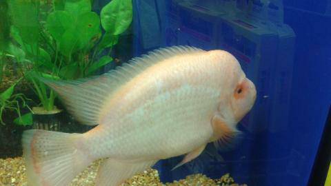 Large red devil cichlid FREE (danbury)