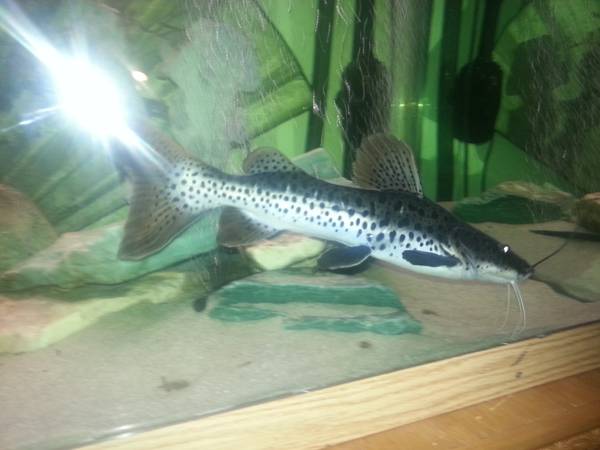 large rtcshovel nose hybrid catfish (Smyrna)