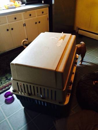 Large used animal crate