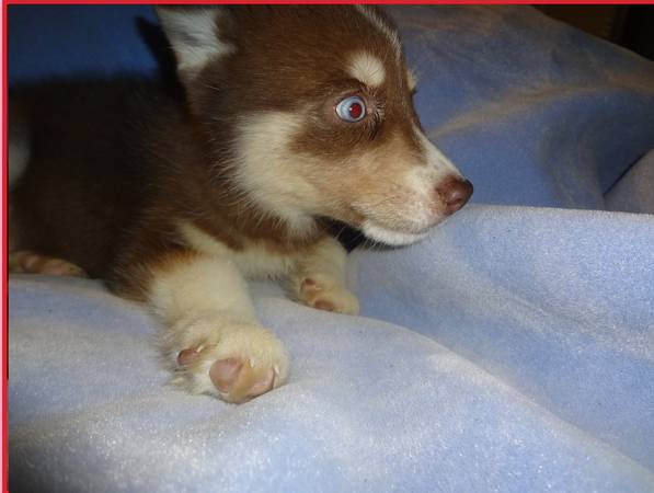 Last female redwhite Siberian Husky Puppy ready now (ri)