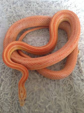 Lava Terrazza, Cinder, Anery Het Corn Snakes (altamonte springs)