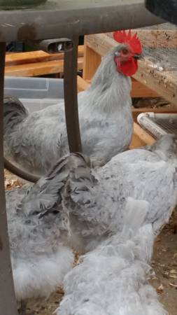 lavender orpington rooster