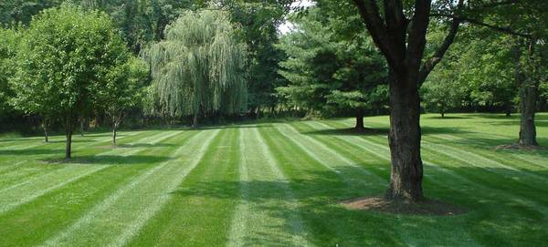 Lawn Care and Mowing (Metro East)