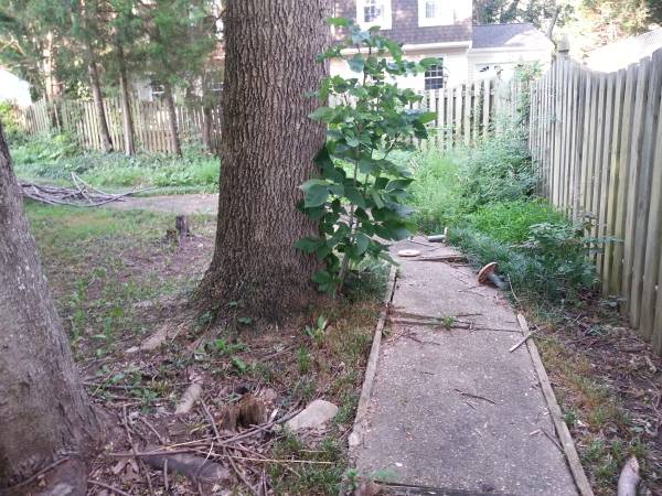 Lawn cleanup needed (Montclair (Dumfries))