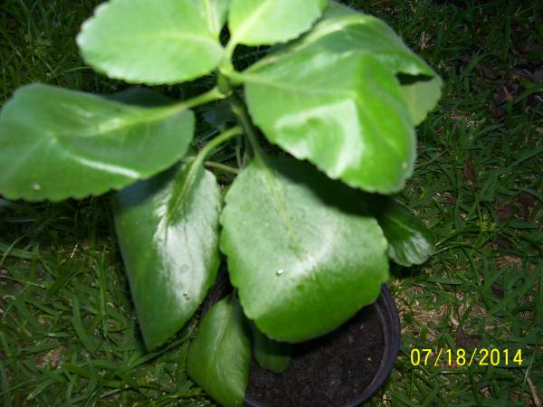 Leaf of life Plant (Miracle Leaf) from Jamaica