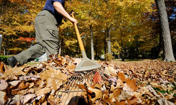 LEAF REMOVALGUTTER CLEANINGYARD SERVICES (DC Metropolitan)