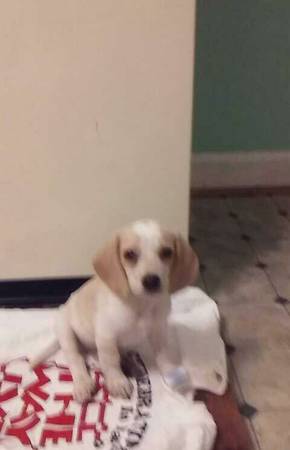 Lemon Beagle Pup ( born Aug 15th ) (Cincy)