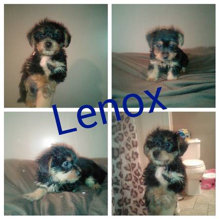 Lenox looking for a home