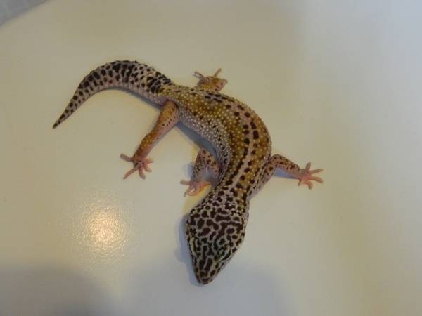 Leopard Gecko Morphs