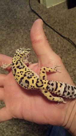 Leopard gecko morphs (omaha)