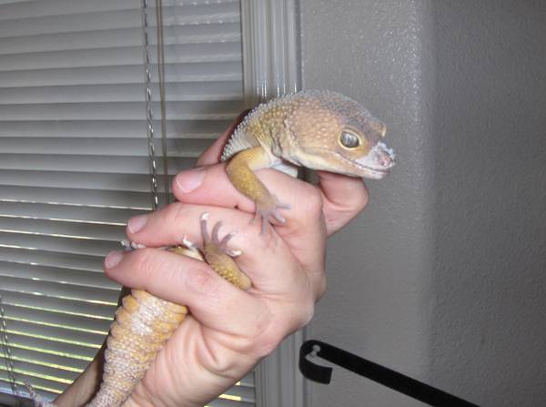 Leopard Gecko (Nampa)